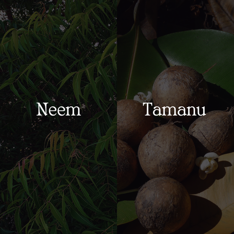 Neem & Tamanu Anti-Acne Serum