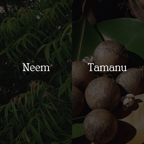 Neem & Tamanu Anti-Acne Serum - Sun Kissed Skin Care